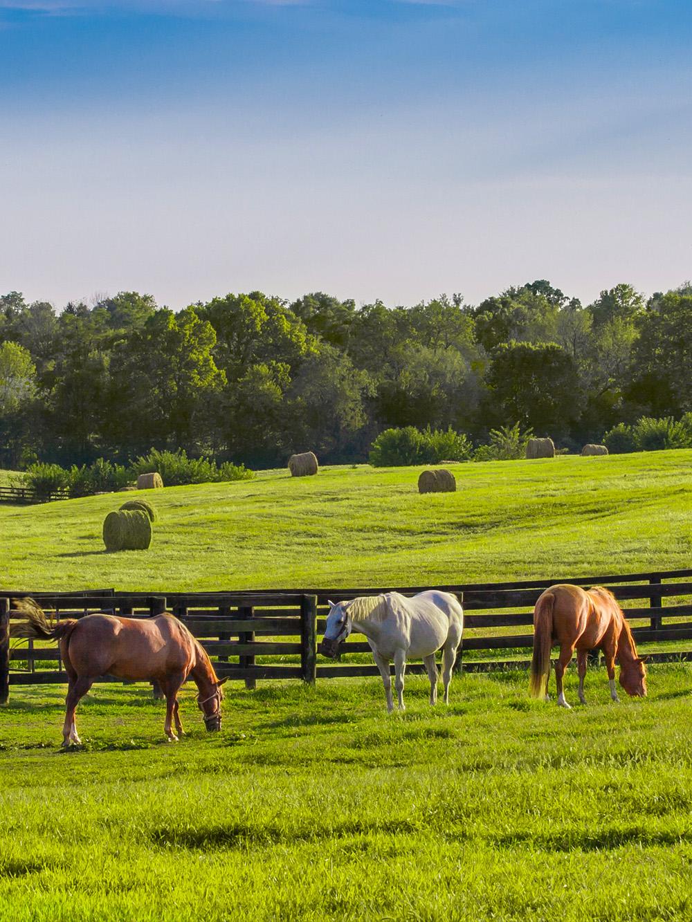 Horse XL Pasture Mix